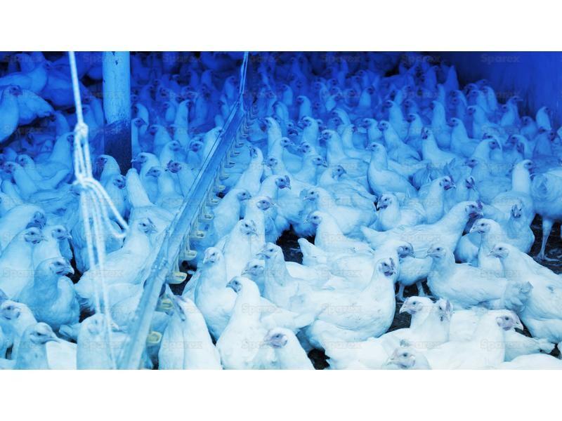 Blue LED Light for Poultry, 1300 Lumens, 12-80V